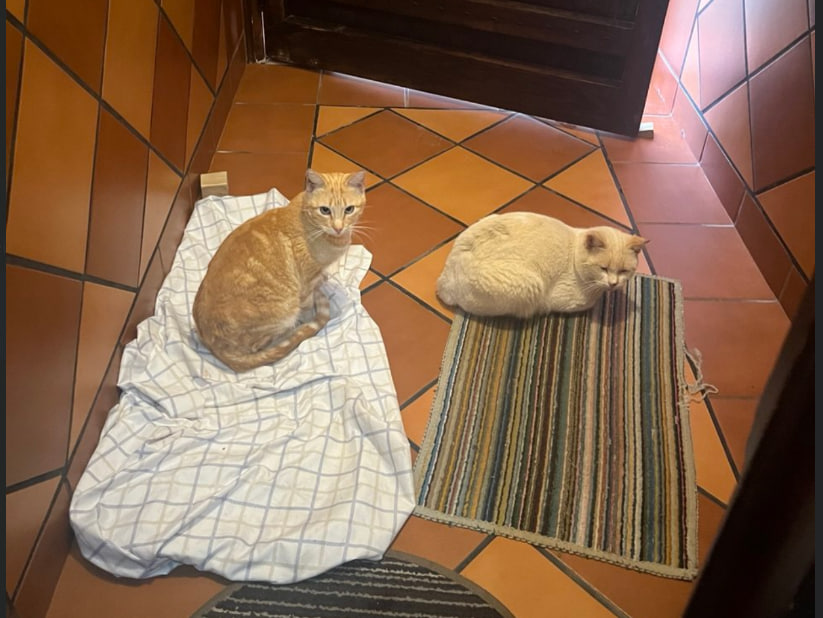 Amigos.com