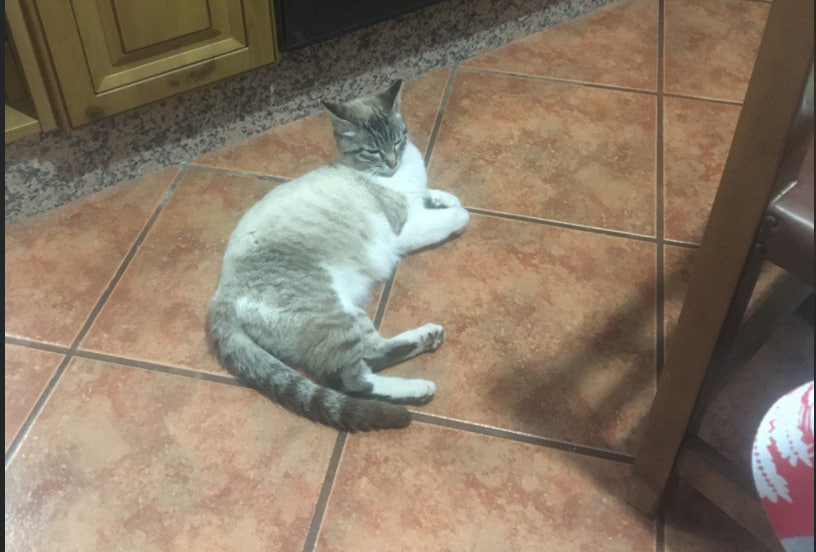 Tereta